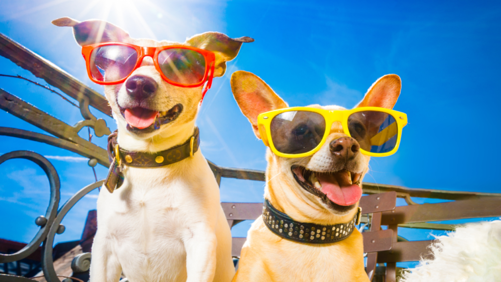 Dogs Vacations